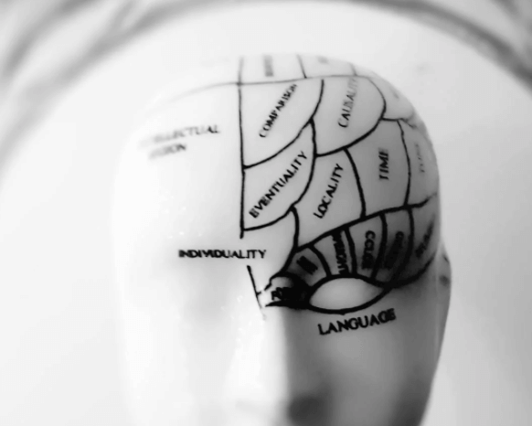 Gehirn mit Regionen, Quiz